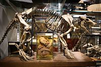 World & Travel: Grant Museum of Zoology and Comparative Anatomy, University College London, England, United Kingdom