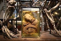 World & Travel: Grant Museum of Zoology and Comparative Anatomy, University College London, England, United Kingdom