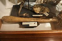 World & Travel: Grant Museum of Zoology and Comparative Anatomy, University College London, England, United Kingdom