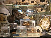 TopRq.com search results: Grant Museum of Zoology and Comparative Anatomy, University College London, England, United Kingdom