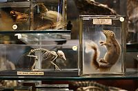 TopRq.com search results: Grant Museum of Zoology and Comparative Anatomy, University College London, England, United Kingdom