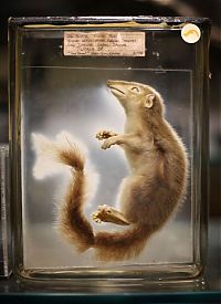 World & Travel: Grant Museum of Zoology and Comparative Anatomy, University College London, England, United Kingdom