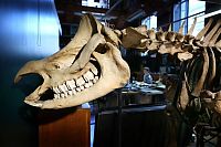 World & Travel: Grant Museum of Zoology and Comparative Anatomy, University College London, England, United Kingdom