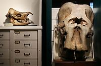 TopRq.com search results: Grant Museum of Zoology and Comparative Anatomy, University College London, England, United Kingdom