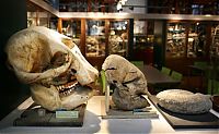 World & Travel: Grant Museum of Zoology and Comparative Anatomy, University College London, England, United Kingdom