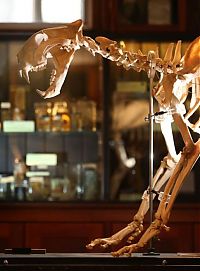 TopRq.com search results: Grant Museum of Zoology and Comparative Anatomy, University College London, England, United Kingdom