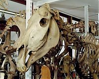 World & Travel: Grant Museum of Zoology and Comparative Anatomy, University College London, England, United Kingdom