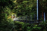 TopRq.com search results: Yakusugi Forest, Yakushima island, Kagoshima Prefecture, Japan