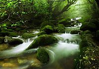 World & Travel: Yakusugi Forest, Yakushima island, Kagoshima Prefecture, Japan