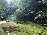 World & Travel: Yakusugi Forest, Yakushima island, Kagoshima Prefecture, Japan