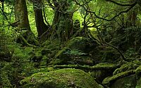 TopRq.com search results: Yakusugi Forest, Yakushima island, Kagoshima Prefecture, Japan