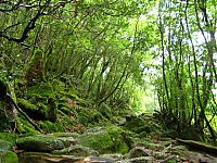 TopRq.com search results: Yakusugi Forest, Yakushima island, Kagoshima Prefecture, Japan