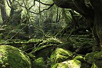 TopRq.com search results: Yakusugi Forest, Yakushima island, Kagoshima Prefecture, Japan