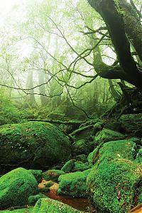 TopRq.com search results: Yakusugi Forest, Yakushima island, Kagoshima Prefecture, Japan