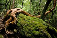 TopRq.com search results: Yakusugi Forest, Yakushima island, Kagoshima Prefecture, Japan