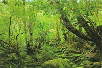 World & Travel: Yakusugi Forest, Yakushima island, Kagoshima Prefecture, Japan