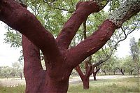 TopRq.com search results: Quercus suber, Cork oak, Spain