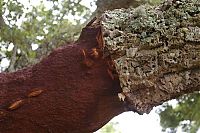 TopRq.com search results: Quercus suber, Cork oak, Spain