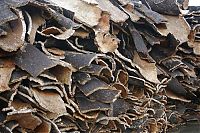 World & Travel: Quercus suber, Cork oak, Spain