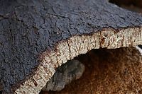 TopRq.com search results: Quercus suber, Cork oak, Spain