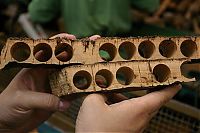 TopRq.com search results: Quercus suber, Cork oak, Spain