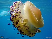 World & Travel: National Geographic Photography