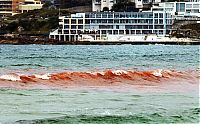 World & Travel: Red algae beach, Sydney, Australia