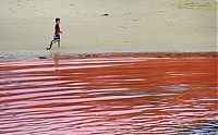 World & Travel: Red algae beach, Sydney, Australia