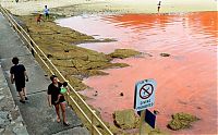 World & Travel: Red algae beach, Sydney, Australia