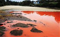 TopRq.com search results: Red algae beach, Sydney, Australia