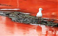 TopRq.com search results: Red algae beach, Sydney, Australia