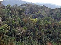 TopRq.com search results: Amazon rainforest jungle, South America