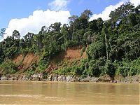 TopRq.com search results: Amazon rainforest jungle, South America