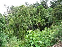 TopRq.com search results: Amazon rainforest jungle, South America