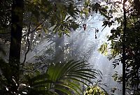 World & Travel: Amazon rainforest jungle, South America