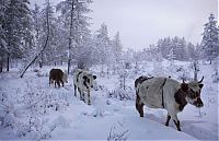 TopRq.com search results: Oymyakon, Indigirka River, Sakha Republic, Russia