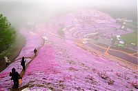 TopRq.com search results: Moss Pink Cherry blossoms, Takinocho Shibazakura Park, Japan