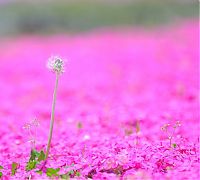 World & Travel: Moss Pink Cherry blossoms, Takinocho Shibazakura Park, Japan