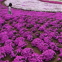 World & Travel: Moss Pink Cherry blossoms, Takinocho Shibazakura Park, Japan