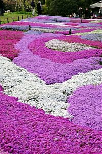 World & Travel: Moss Pink Cherry blossoms, Takinocho Shibazakura Park, Japan