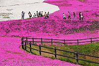TopRq.com search results: Moss Pink Cherry blossoms, Takinocho Shibazakura Park, Japan