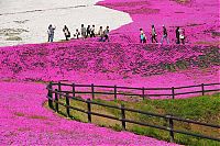 TopRq.com search results: Moss Pink Cherry blossoms, Takinocho Shibazakura Park, Japan