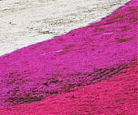 World & Travel: Moss Pink Cherry blossoms, Takinocho Shibazakura Park, Japan