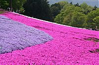 World & Travel: Moss Pink Cherry blossoms, Takinocho Shibazakura Park, Japan