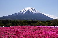 World & Travel: Moss Pink Cherry blossoms, Takinocho Shibazakura Park, Japan