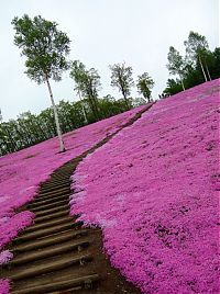 World & Travel: Moss Pink Cherry blossoms, Takinocho Shibazakura Park, Japan