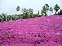 TopRq.com search results: Moss Pink Cherry blossoms, Takinocho Shibazakura Park, Japan