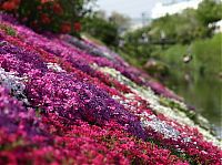 TopRq.com search results: Moss Pink Cherry blossoms, Takinocho Shibazakura Park, Japan