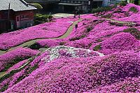 World & Travel: Moss Pink Cherry blossoms, Takinocho Shibazakura Park, Japan