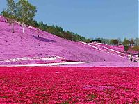 TopRq.com search results: Moss Pink Cherry blossoms, Takinocho Shibazakura Park, Japan